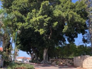 עצי פיקוס