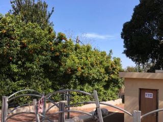 עצי תפוז